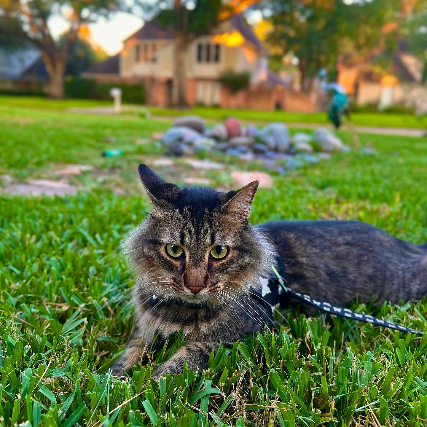 Sake is registered to the contest to win money with this photo: animal, blurred_background, cat, closeup, curious, daylight, ears, feline, grass, greenery, house, leash, mammal, nature, outdoor, pet, resting, suburban, tabby, whiskers