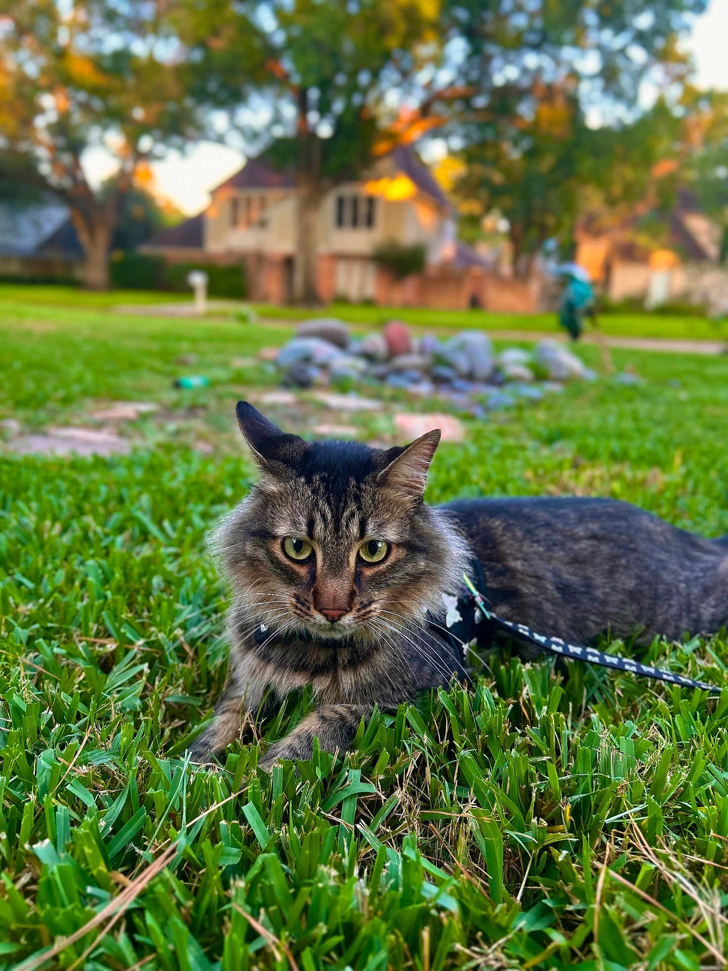 Sake is registered to the contest to win money with this photo: cat, tabby, grass, outdoor, pet, animal, feline, leash, nature, suburban, house, blurred_background, greenery, daylight, mammal, closeup, curious, resting, whiskers, ears