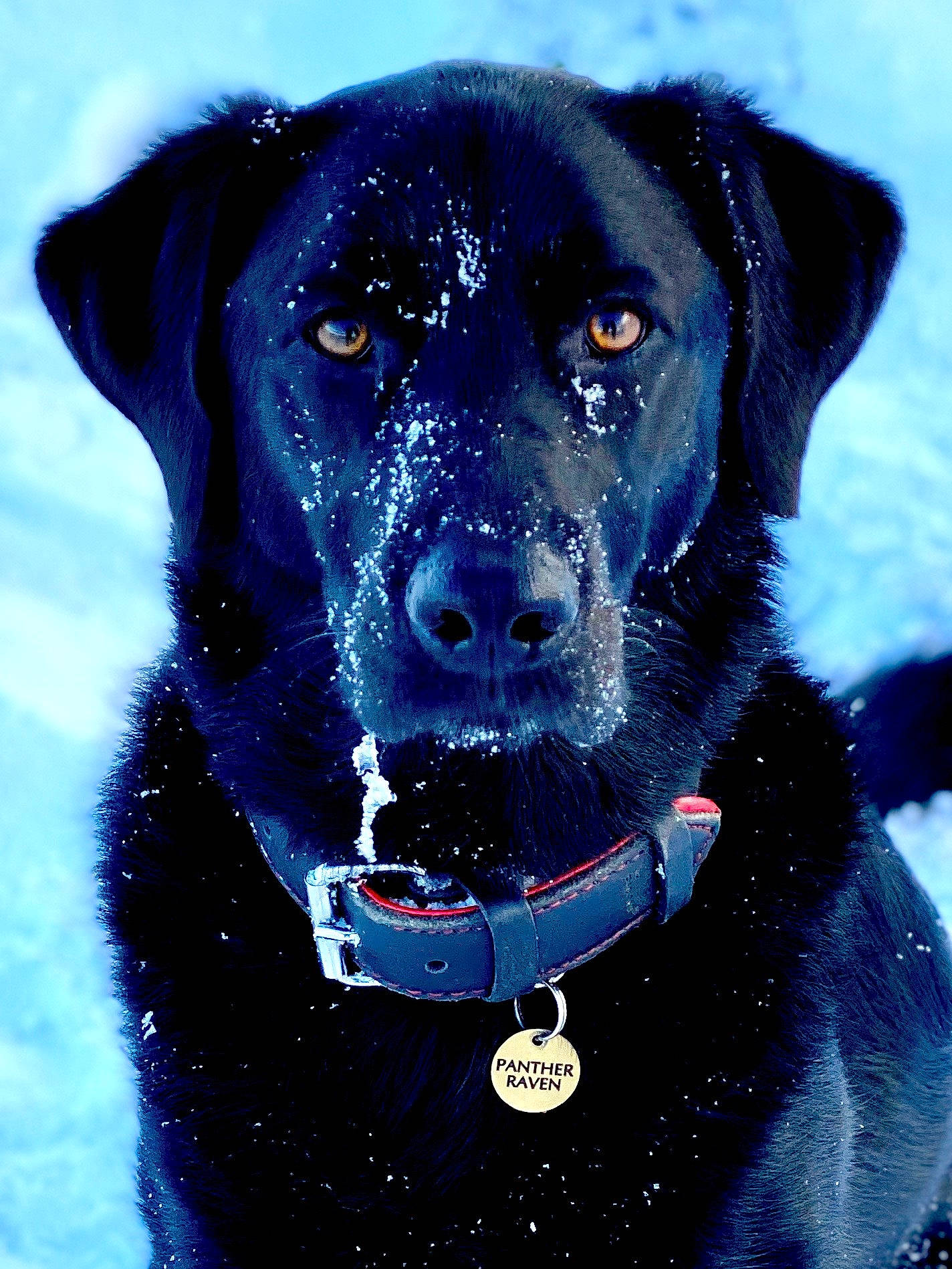 Pepper is registered to the contest to win money with this photo: art, borador, canidae, carnivore, circle, collar, companion_dog, dog, dog_breed, dog_collar, dog_supply, electric_blue, fur, pet_supply, snout, snow, sporting_group, whiskers, winter, working_animal