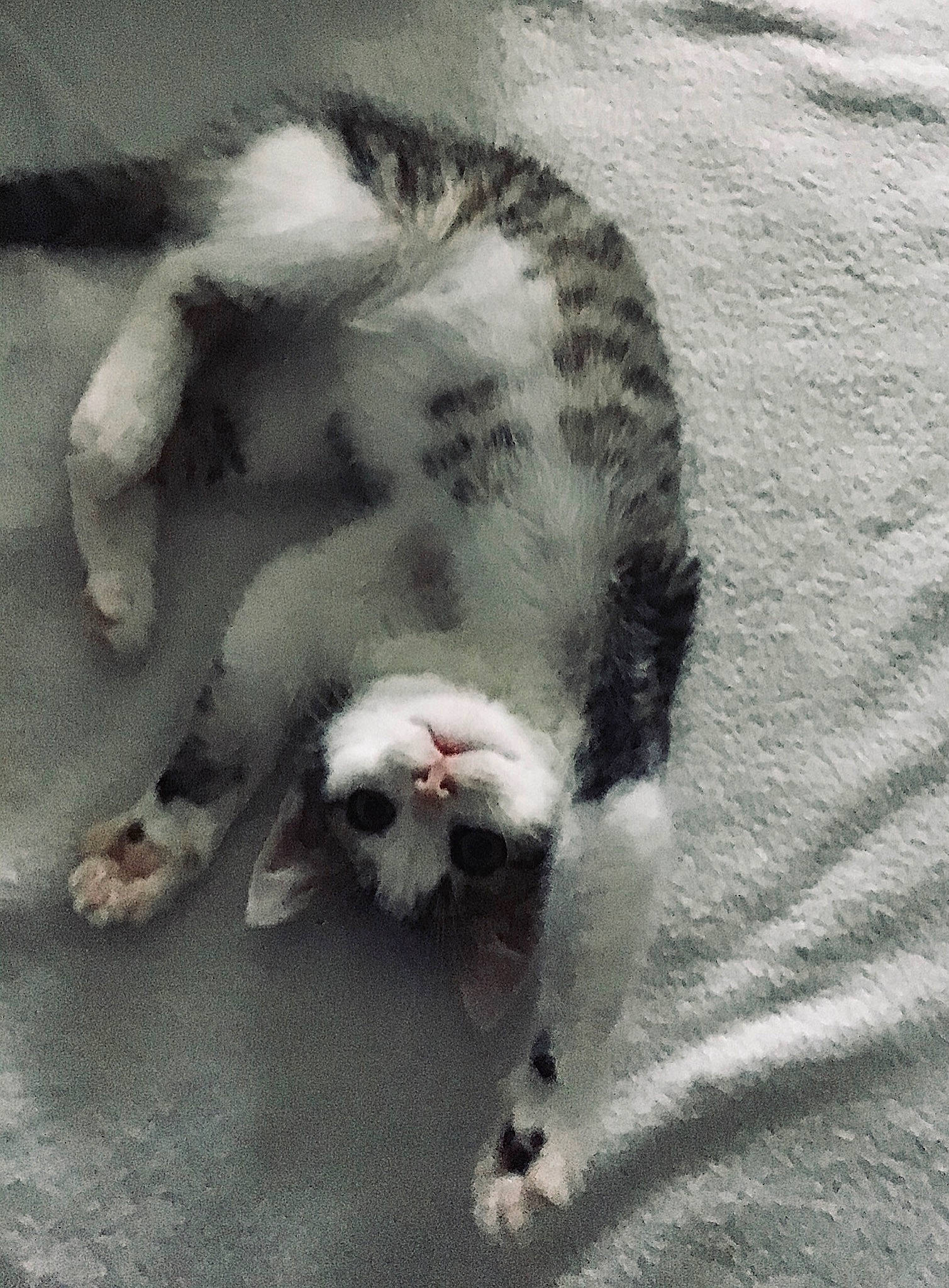 Ronron participe au concours pour gagner de l'argent avec cette photo : aegean_cat, carnivore, cat, claw, domestic_short_haired_cat, european_shorthair, felidae, kitten, paw, polydactyl_cat, small_to_medium_sized_cats, snout, tail, whiskers