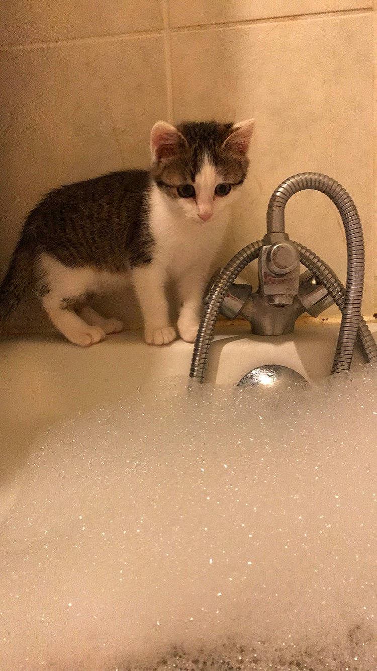 Ronron a rejoint le concours — aidez-le/la à gagner de superbes lots ! aegean_cat, carnivore, cat, domestic_short_haired_cat, european_shorthair, felidae, kitten, small_to_medium_sized_cats, whiskers