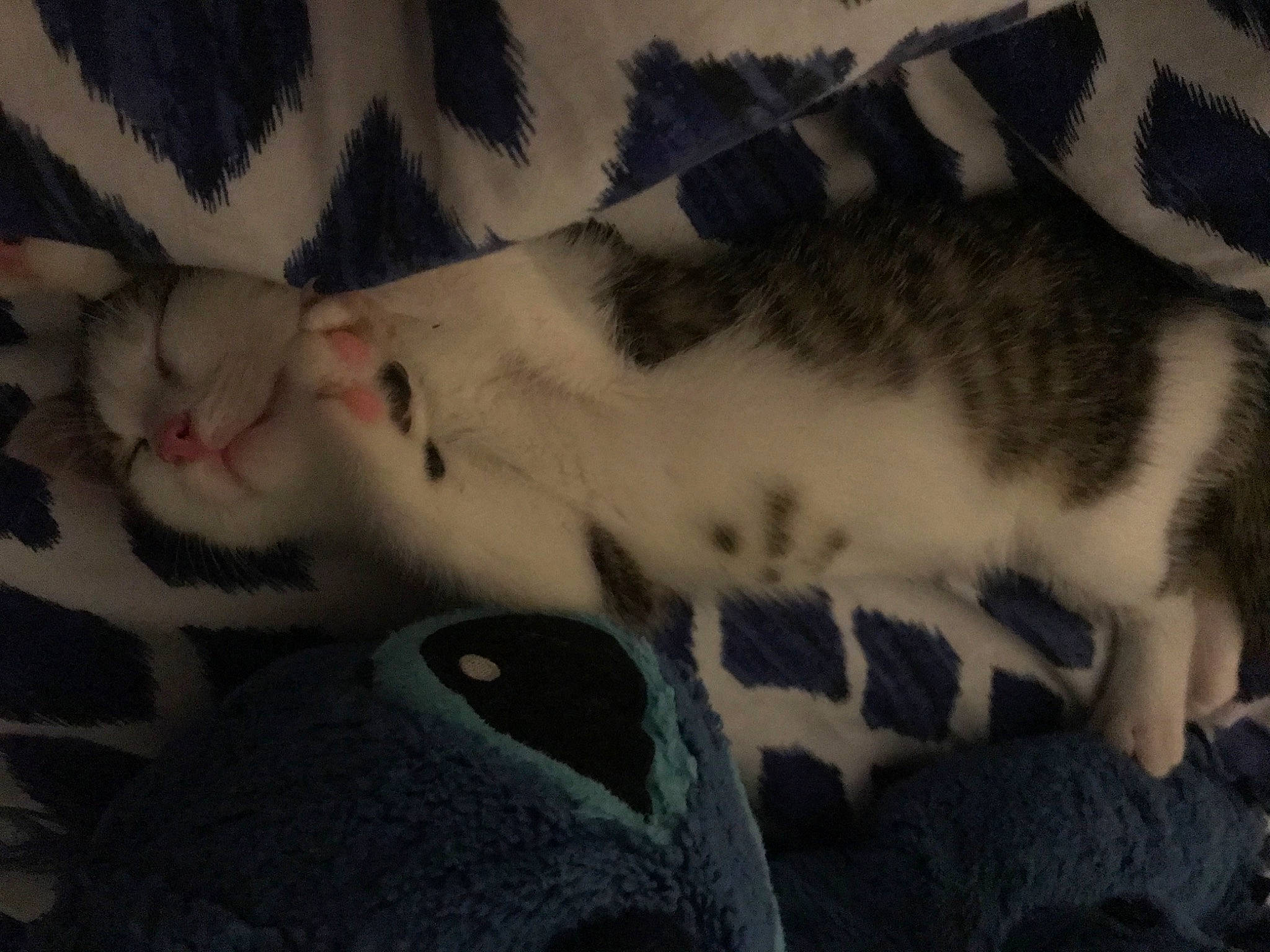 Ronron participe au concours pour gagner de l'argent avec cette photo : american_shorthair, carnivore, cat, domestic_short_haired_cat, european_shorthair, fawn, felidae, fur, kitten, paw, polydactyl_cat, small_to_medium_sized_cats, tail, whiskers