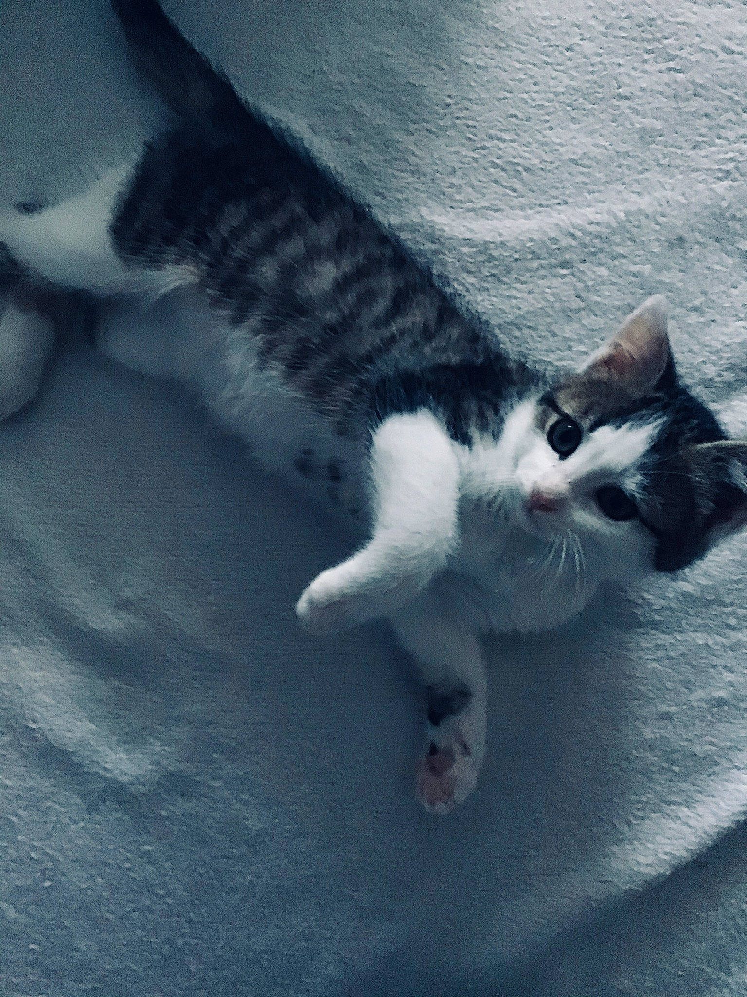 Ronron participe au concours pour gagner de l'argent avec cette photo : aegean_cat, american_wirehair, black_and_white, carnivore, cat, domestic_short_haired_cat, felidae, fur, kitten, leg, paw, polydactyl_cat, sky, small_to_medium_sized_cats, snout, tail, whiskers