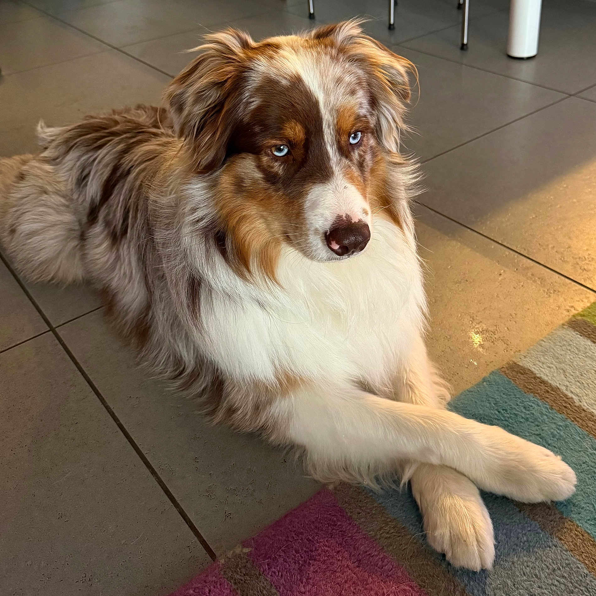 Uno Moussa a rejoint le concours — aidez-le/la à gagner de superbes lots ! animal, australian_shepherd, blue_eyes, brown_white, canine, companion, crossed_paws, cute, dog, domestic, fluffy, furry, indoor, laying_down, long_hair, pet, portrait, relaxed, rug, tile_floor