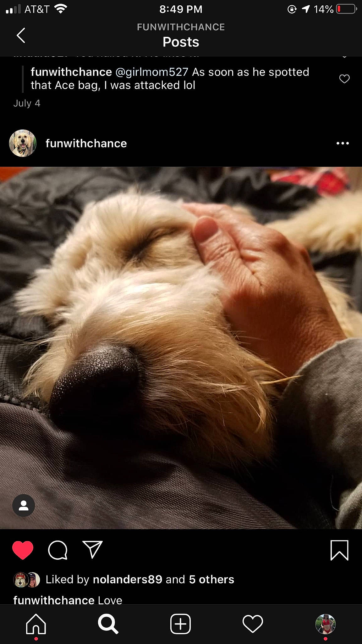 Chance A Million is registered to the contest to win money with this photo: canidae, carnivore, companion_dog, dog, dog_breed, irish_soft_coated_wheaten_terrier, irish_wolfhound, labradoodle, miniature_schnauzer, nap, paw, petit_basset_griffon_vendeen, photo_caption, puppy, puppy_love, schnoodle, snout, terrier