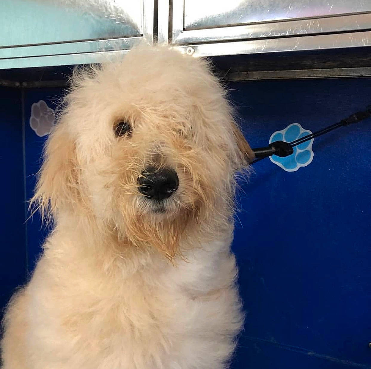 Chance A Million is registered to the contest to win money with this photo: bolognese, briquet_griffon_vendeen, canidae, carnivore, coton_de_tulear, dog, dog_breed, goldendoodle, havanese, mammal, non_sporting_group, old_english_sheepdog, poodle_crossbreed, rare_breed_dog, sapsali, sporting_group, terrier, tibetan_terrier, toy_dog, vertebrate