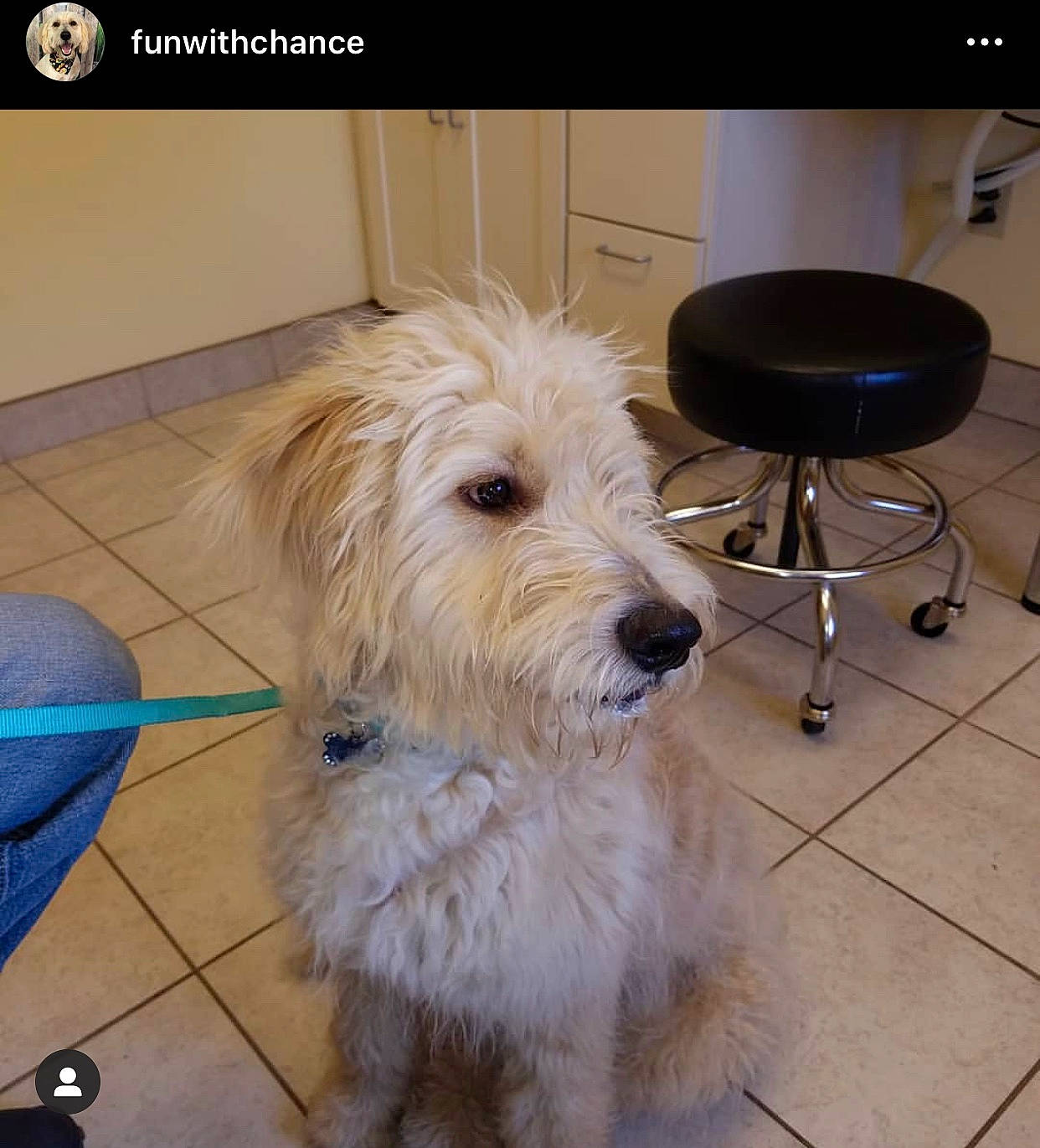 Chance A Million joined the competition — help win amazing prizes! briquet_griffon_vendeen, canidae, carnivore, companion_dog, dog, dog_breed, dutch_smoushond, glen_of_imaal_terrier, irish_soft_coated_wheaten_terrier, mammal, non_sporting_group, rare_breed_dog, sapsali, small_terrier, sporting_group, sporting_lucas_terrier, terrier, vertebrate, west_highland_white_terrier