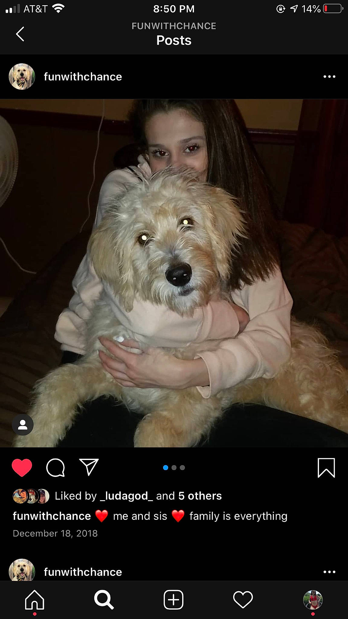 Chance A Million joined the competition — help win amazing prizes! canidae, carnivore, cockapoo, companion_dog, coton_de_tulear, dog, dog_breed, goldendoodle, havanese, labradoodle, maltese, mammal, non_sporting_group, old_english_sheepdog, photo_caption, puppy, rare_breed_dog, sapsali, schnoodle, terrier