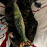 animal, blanket, carpet, cat, claws, cozy, cute, domestic_cat, feline, fur, indoor, lying_down, paws, pet, playing, relaxed, resting, tortoiseshell_cat, toy_fish, whiskers