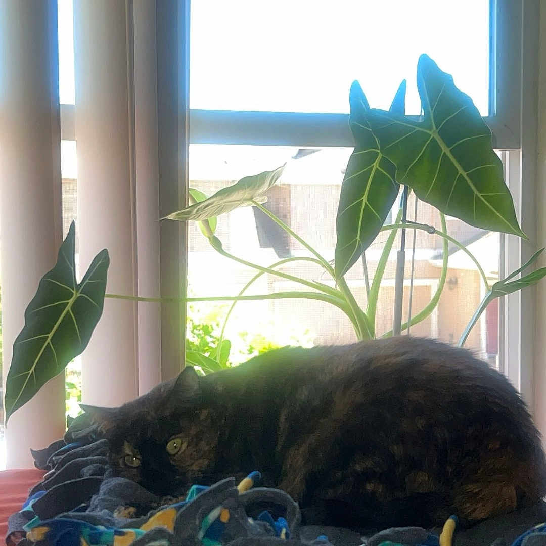 Sassy Nicole joined the competition — help win amazing prizes! animal, blanket, bright, cat, cozy, curtains, daylight, domestic_cat, fleece, green_leaves, home, houseplant, indoor, leaf, nature, pet, relaxing, resting, sunlight, window