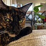 Sassy Nicole joined the competition — help win amazing prizes! animal, beige, cat, close_up, cozy, domestic_cat, ears, eyes, furniture, green_plant, houseplant, indoor, living_room, pet, plant, relaxed, resting, texture, tortoiseshell, whiskers