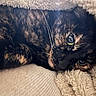 Sassy Nicole is registered to the contest to win money with this photo: animal, blanket, cat, closeup, comfort, cozy, cute, eyes, feline, fur, indoor, pet, portrait, relaxed, resting, sleepy, soft, tortoiseshell, warm, whiskers