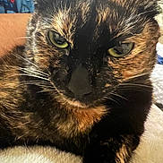 Sassy Nicole joined the competition — help win amazing prizes! animal, bed, cat, close_up, cozy, cute, domestic, face, feline, fur, furry, green_eyes, indoor, looking, mammal, pet, portrait, resting, tortoiseshell, whiskers