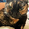 animal, bed, cat, close_up, cozy, cute, domestic, face, feline, fur, furry, green_eyes, indoor, looking, mammal, pet, portrait, resting, tortoiseshell, whiskers