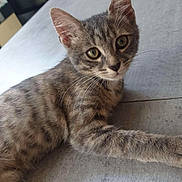 Syena participe au concours pour gagner de l'argent avec cette photo : abyssinian, angora, animal, cat, diningtable, egyptiancat, furniture, hardwood, indoors, interiordesign, kitchen, kitten, manx, pet, slate, stainedwood, table, wood