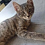 abyssinian, angora, animal, cat, diningtable, egyptiancat, furniture, hardwood, indoors, interiordesign, kitchen, kitten, manx, pet, slate, stainedwood, table, wood