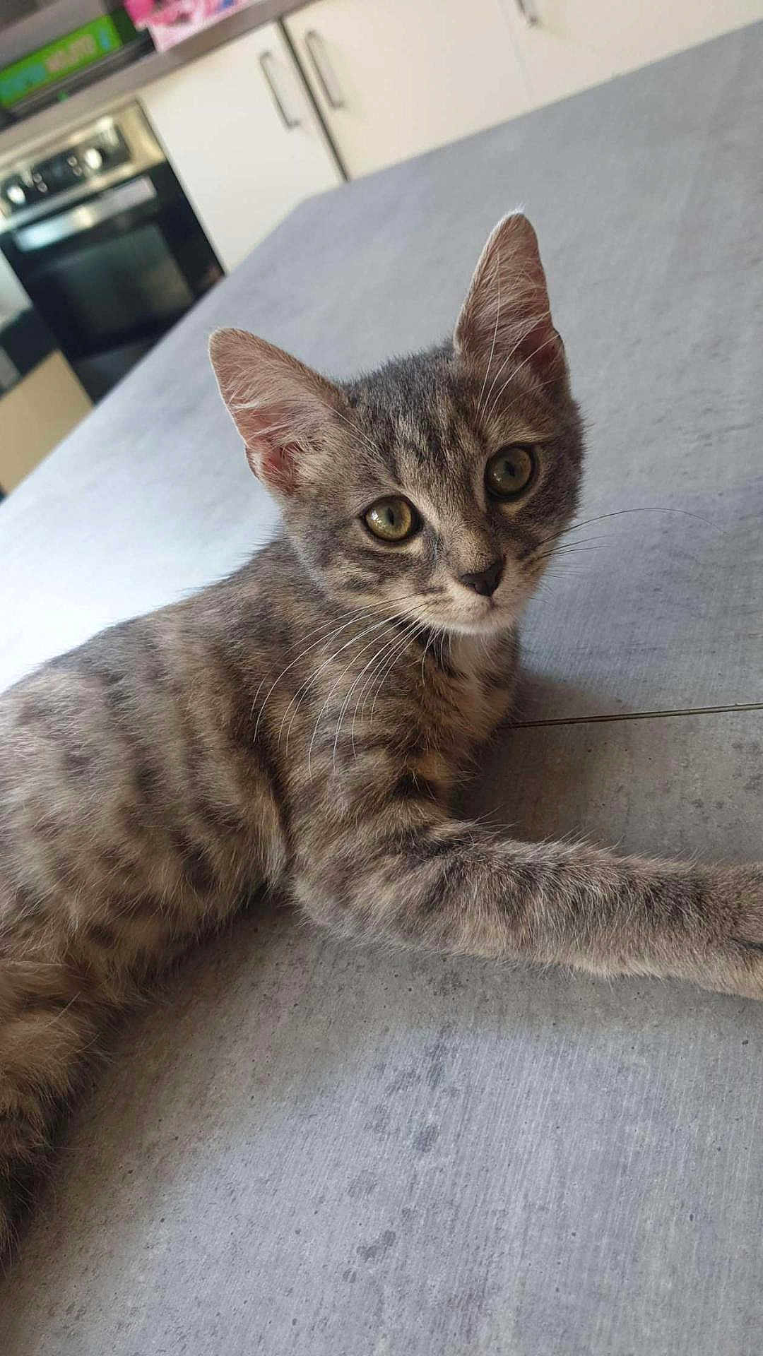 Syena participe au concours pour gagner de l'argent avec cette photo : abyssinian, angora, animal, cat, diningtable, egyptiancat, furniture, hardwood, indoors, interiordesign, kitchen, kitten, manx, pet, slate, stainedwood, table, wood