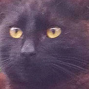 Split Ear is registered to the contest to win money with this photo: