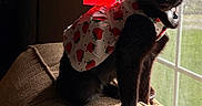 Spade joined the competition — help win amazing prizes! cat, black_cat, pet, animal, dress, strawberry_pattern, red_bow, couch, indoor, window, natural_light, curtain, furniture, sitting, domestic_animal, portrait, cozy, shadow, fur, whiskers