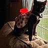 cat, black_cat, pet, animal, dress, strawberry_pattern, red_bow, couch, indoor, window, natural_light, curtain, furniture, sitting, domestic_animal, portrait, cozy, shadow, fur, whiskers