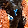 cat, black_cat, sleeping, paws, blanket, orange_blanket, cozy, fur, pet, indoor, resting, cute, animal, close_up, soft_texture, relaxation, nap, feline, comfort, warmth