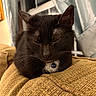 cat, black_cat, pet, indoor, resting, cushion, furniture, window, curtains, whiskers, sleepy, closeup, domestic_cat, collar, blue_collar, cozy, relaxed, fur, animal, mammal