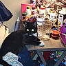 animal, bedside, black_and_white, bottle, cable, can, cat, clutter, curtain, fabric, furniture, glass, indoor, lamp, notebook, pet, plastic_bottle, purple_bucket, resting, table