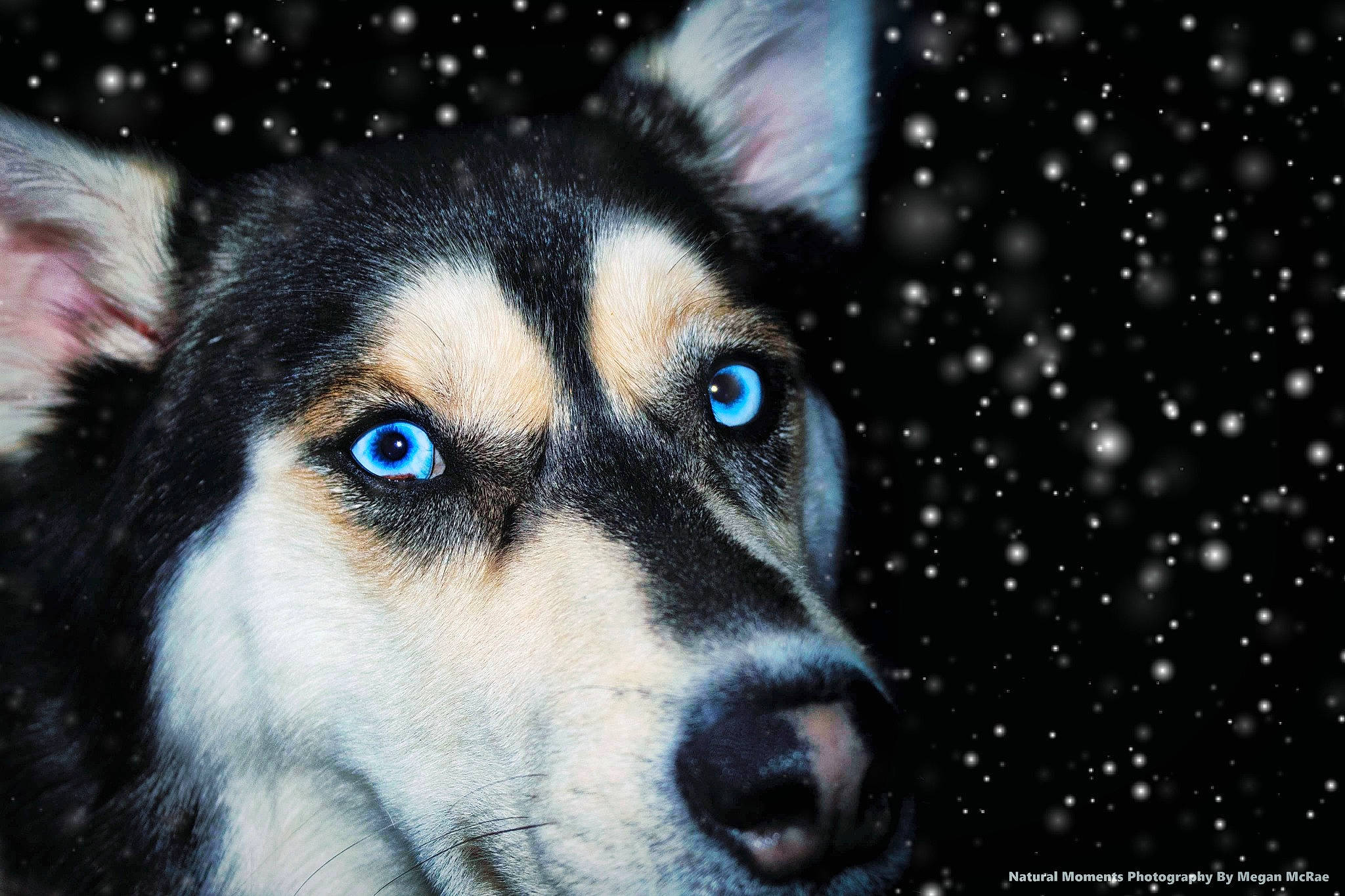 Chasey joined the competition — help win amazing prizes! ancient_dog_breeds, canidae, canis, carnivore, companion_dog, dog, dog_breed, electric_blue, eyelash, fur, herding_dog, plant, sled_dog, snout, snow, sporting_group, terrestrial_animal, whiskers, wildlife, working_dog