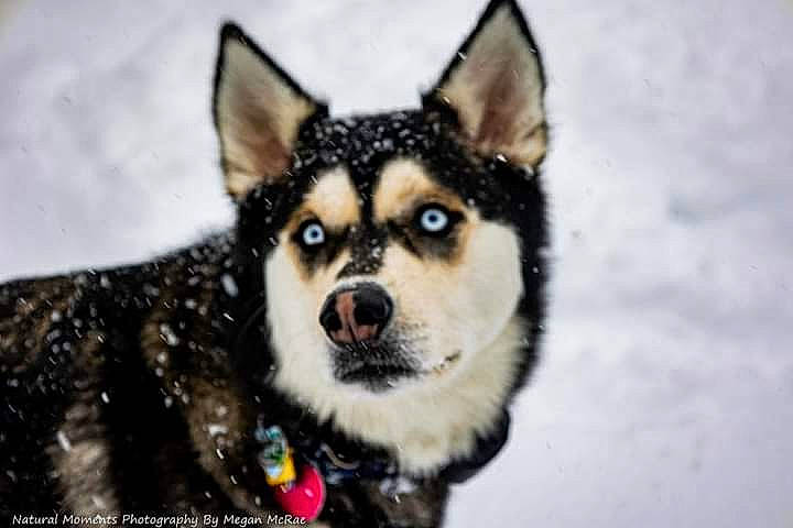 Chasey is registered to the contest to win money with this photo: art, canidae, canis, carnivore, companion_dog, dog, dog_breed, fur, jaw, siberian_husky, sled_dog, snout, snow, sporting_group, terrestrial_animal, whiskers, wildlife, winter, working_animal, working_dog