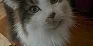 Herman is registered to the contest to win money with this photo: cat, fluffy, indoor, table, wooden_table, curious, pet, feline, white_fur, gray_fur, closeup, domestic_cat, animal, chair, purple_bag, floor, house, fur, whiskers, eyes