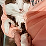 Herman is registered to the contest to win money with this photo: cat, sleeping, fluffy, pet, human_hand, cozy, resting, fur, indoor, arm, sweatshirt, pink_clothing, closeup, cute, domestic_animal, relaxed, content, animal, comfort, nap