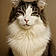 Herman