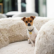 Manny is registered to the contest to win money with this photo: dog, small_dog, brown_and_white, collar, tag, fluffy_couch, furniture, indoor, pet, animal, curious, sitting, soft_lighting, cozy, living_room, home, cute, portrait, canine, domestic_animal