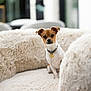 dog, small_dog, brown_and_white, collar, tag, fluffy_couch, furniture, indoor, pet, animal, curious, sitting, soft_lighting, cozy, living_room, home, cute, portrait, canine, domestic_animal