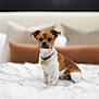 Manny joined the competition — help win amazing prizes! dog, small_dog, brown_and_white, pet, bed, pillows, fluffy_bedspread, indoor, cozy, alert, collar, fur, cute, animal, domestic_animal, sitting, portrait, furniture, resting, household