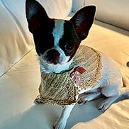 Coco is registered to the contest to win money with this photo: dog, puppy, black_and_white, small_dog, portrait, sitting, indoors, sofa, couch, lace, dress, ribbon, bow, costume, pet, animal, large_ears, short_hair, cute, home_decor