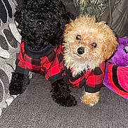 Millie joined the competition — help win amazing prizes! animal, black_dog, blanket, companion, couch, cozy, cute, dog, domestic_animal, friendly, fur, indoors, light_brown_dog, looking_at_camera, matching_outfits, pet, plaid_sweater, puppy, sitting, small_dog