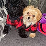 animal, black_dog, blanket, companion, couch, cozy, cute, dog, domestic_animal, friendly, fur, indoors, light_brown_dog, looking_at_camera, matching_outfits, pet, plaid_sweater, puppy, sitting, small_dog