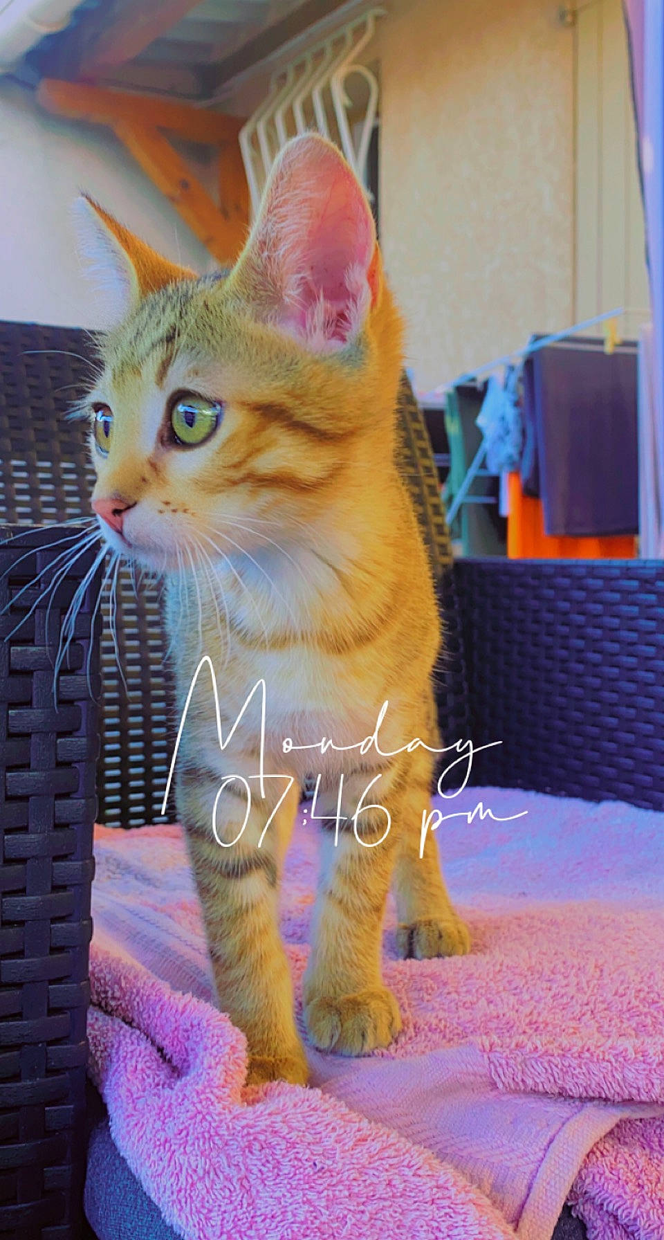 Tigrou participe au concours pour gagner de l'argent avec cette photo : carnivore, cat, claw, domestic_short_haired_cat, electric_blue, fawn, felidae, flooring, fur, paw, photo_caption, sitting, small_to_medium_sized_cats, snout, tail, terrestrial_animal, whiskers, wildlife, window, wood