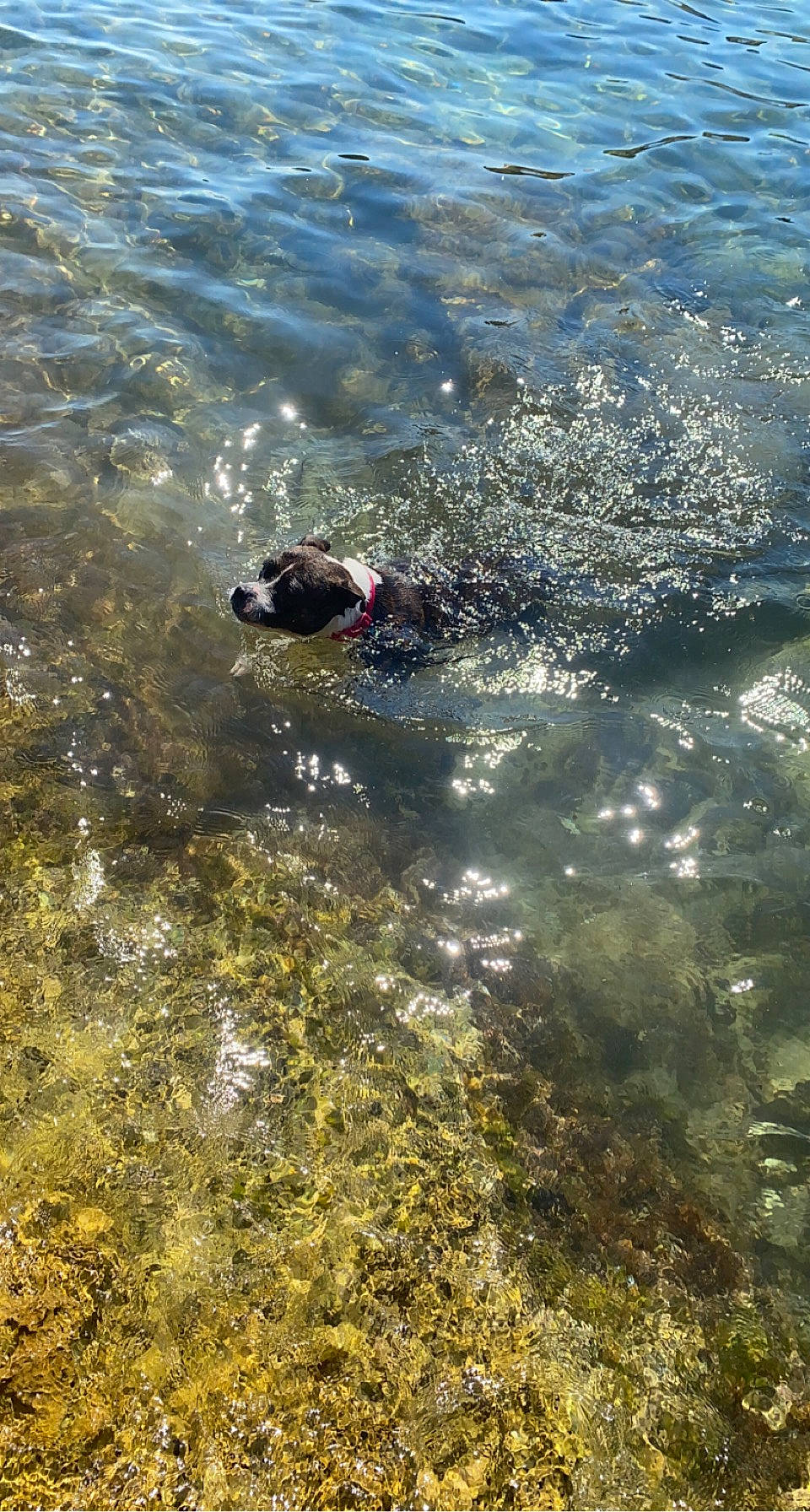 Monoï a rejoint le concours — aidez-le/la à gagner de superbes lots ! beach, carnivore, coast, dog, dog_breed, fluid, lake, liquid, ocean, recreation, rock, seabird, soil, sporting_group, toy, water, water_resources, watercourse, wave, wind_wave
