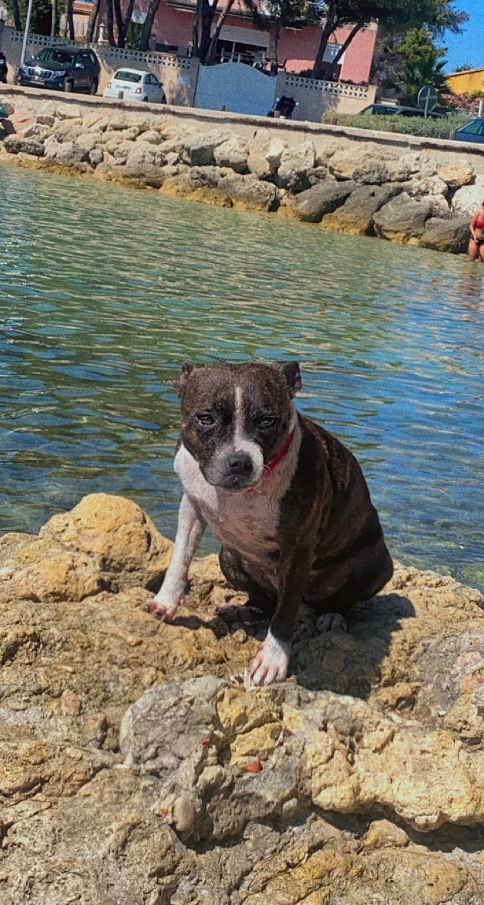 Monoï participe au concours pour gagner de l'argent avec cette photo : carnivore, coast, companion_dog, dog, dog_breed, fawn, lake, ocean, plant, rock, snout, sporting_group, tail, vacation, water, water_resources, watercourse, window, wood, working_animal