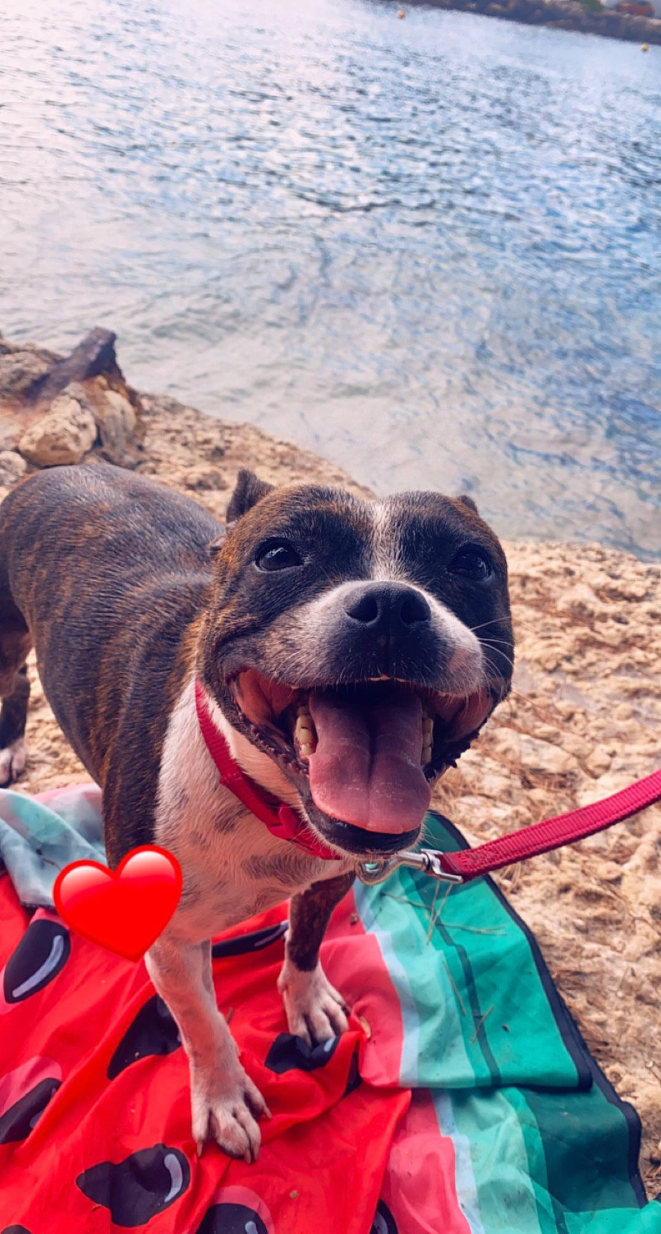 Monoï a rejoint le concours — aidez-le/la à gagner de superbes lots ! beach, boats_and_boating_equipment_and_supplies, carnivore, collar, companion_dog, dog, dog_breed, dog_collar, dog_supply, fawn, leash, leisure, mammal, pet_supply, recreation, snout, sporting_group, vertebrate, water, working_animal