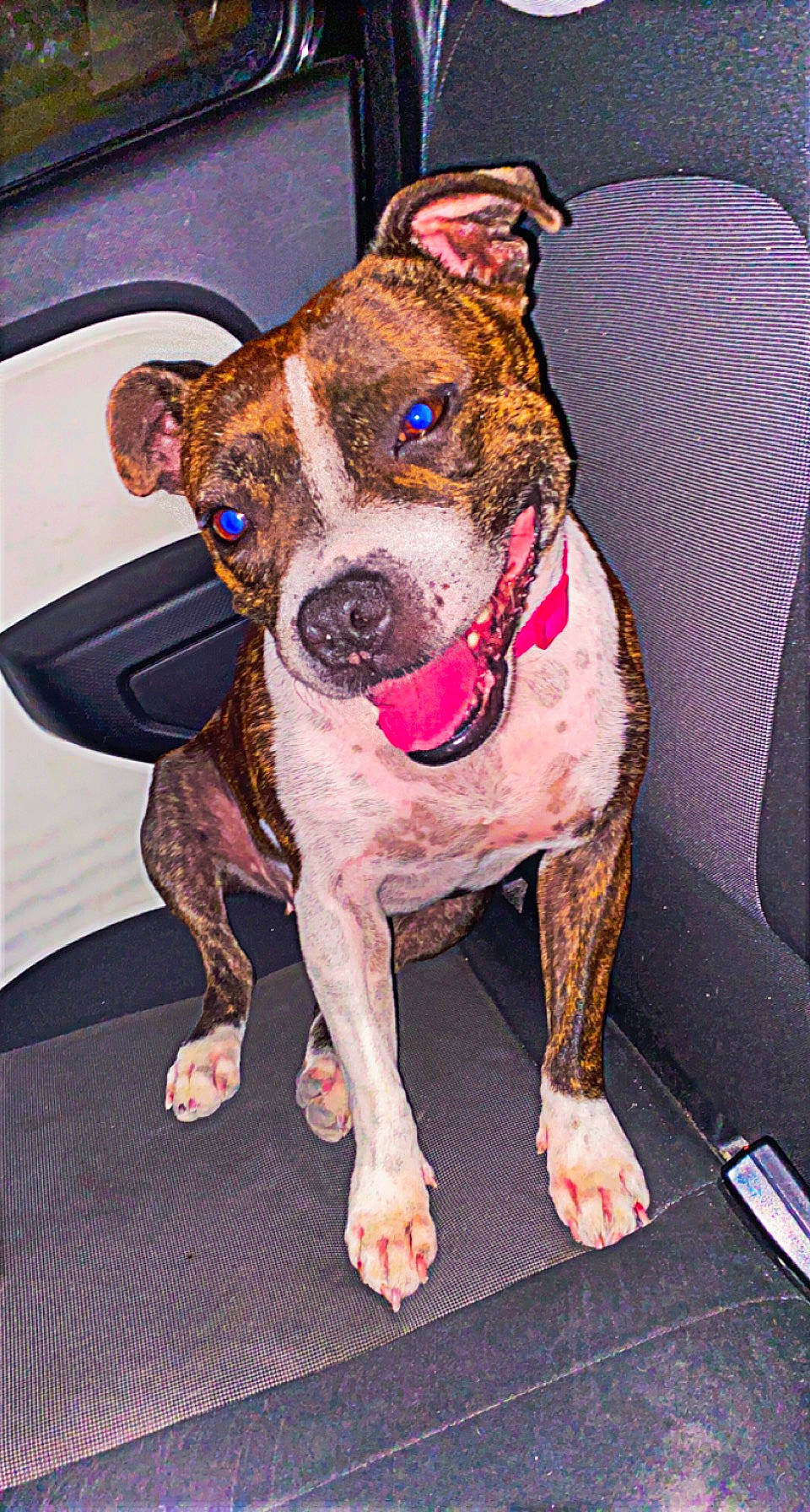 Monoï participe au concours pour gagner de l'argent avec cette photo : carnivore, chair, collar, companion_dog, dog, dog_breed, dog_clothes, dog_collar, dog_supply, fawn, fur, guard_dog, leash, pet_supply, pink, snout, whiskers, working_animal, working_dog, wrinkle