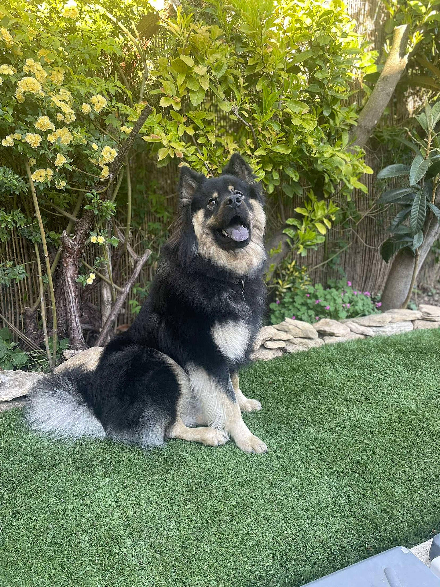 Floki a rejoint le concours — aidez-le/la à gagner de superbes lots ! ancient_dog_breeds, canidae, canis, carnivore, companion_dog, dog, dog_breed, fur, grass, herding_dog, keeshond, non_sporting_group, plant, sled_dog, sporting_group, working_animal, working_dog