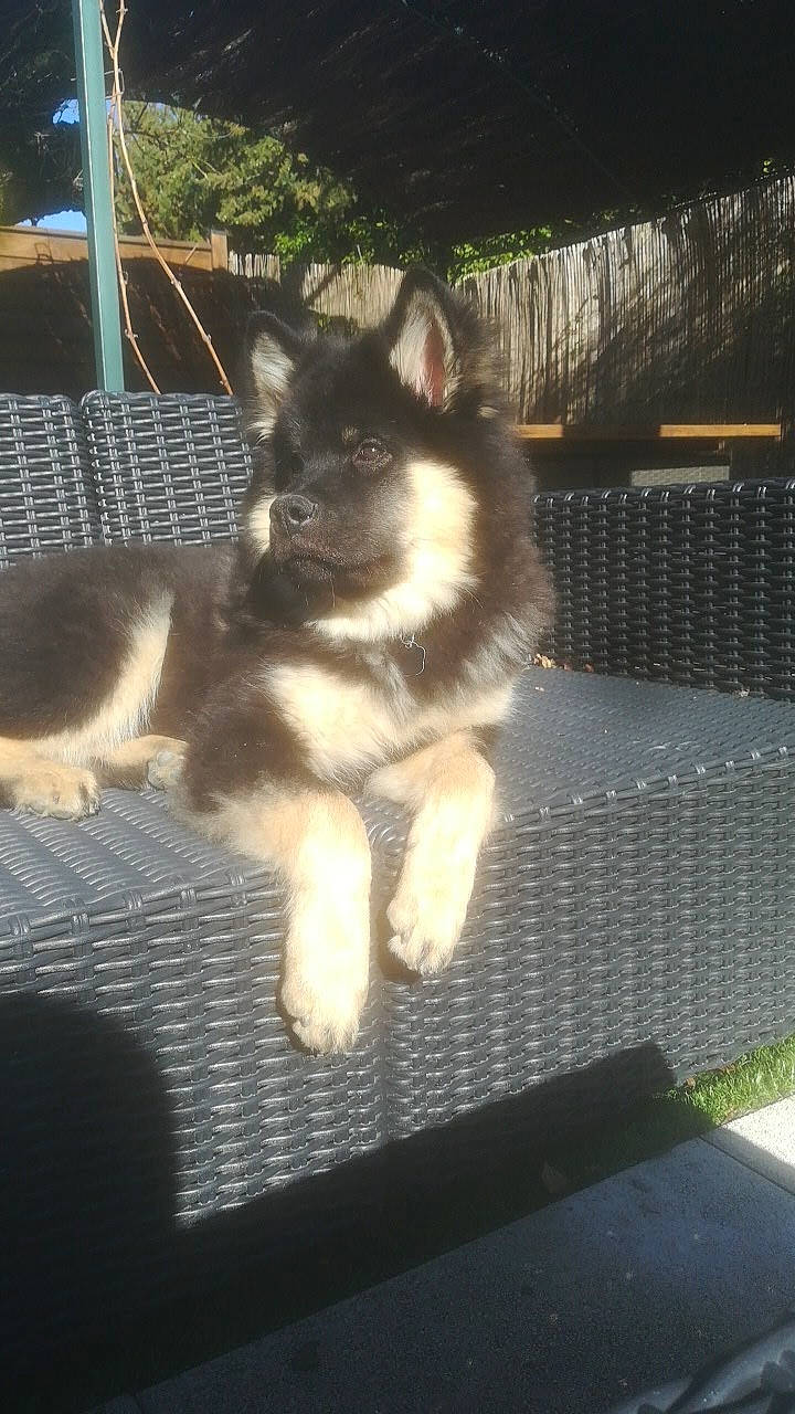 Floki participe au concours pour gagner de l'argent avec cette photo : ancient_dog_breeds, canidae, canis, carnivore, companion_dog, dog, dog_breed, fur, herding_dog, mesh, non_sporting_group, sitting, sled_dog, snout, sporting_group, tail, terrestrial_animal, working_animal, working_dog