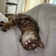 Tokyo a rejoint le concours — aidez-le/la à gagner de superbes lots ! cat, tabby, pet, animal, indoor, bed, blanket, fur, whiskers, relaxing, sleepy, cute, domestic, mammal, portrait, eyes, paws, resting, soft, cozy