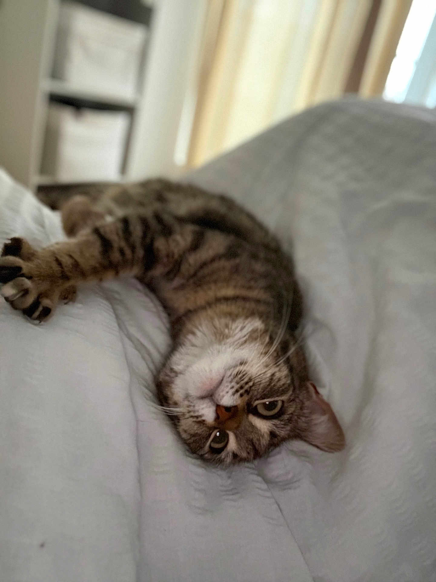 Tokyo a rejoint le concours — aidez-le/la à gagner de superbes lots ! cat, tabby, pet, animal, indoor, bed, blanket, fur, whiskers, relaxing, sleepy, cute, domestic, mammal, portrait, eyes, paws, resting, soft, cozy