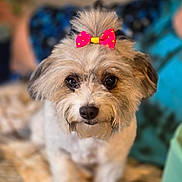 Princess is registered to the contest to win money with this photo: adorable, animal, blurred_background, bow, close_up, cozy, cute, dog, domestic_animal, eyes, face, fluffy, fur, indoor, looking, nose, pet, pink_bow, sitting, small_dog