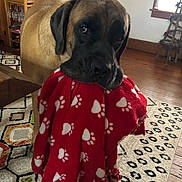 Levi is registered to the contest to win money with this photo: dog, blanket, paw_prints, indoor, wooden_floor, rug, furniture, window, light, brown_dog, large_dog, pet, animal, cozy, home, living_room, carpet, patterned, cute, domestic