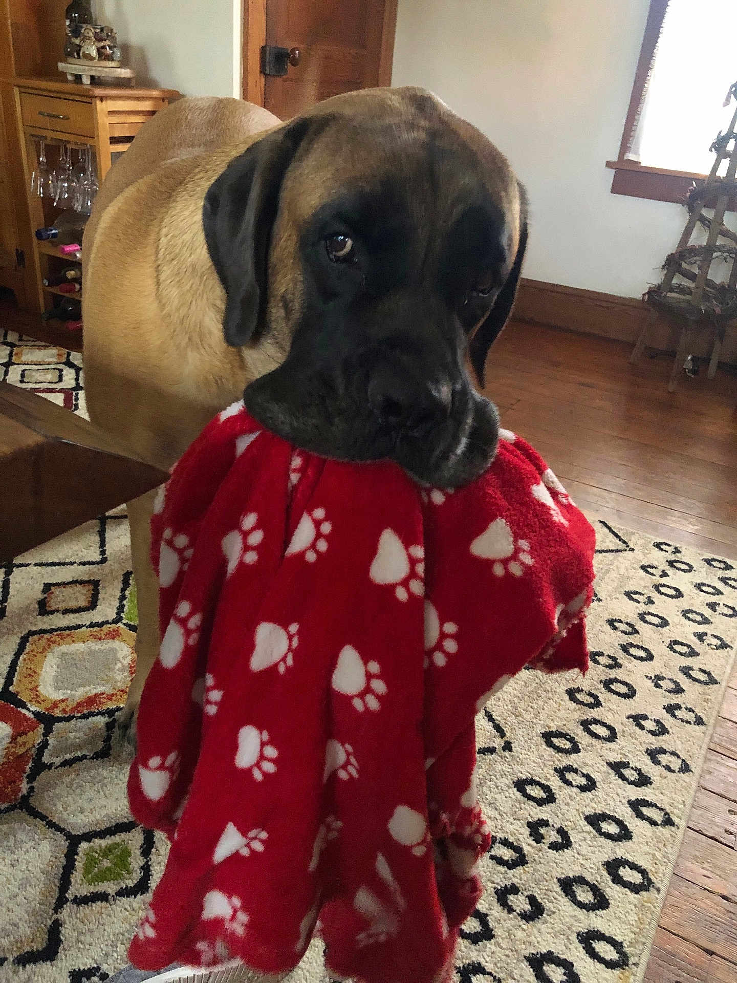 Levi is registered to the contest to win money with this photo: dog, blanket, paw_prints, indoor, wooden_floor, rug, furniture, window, light, brown_dog, large_dog, pet, animal, cozy, home, living_room, carpet, patterned, cute, domestic